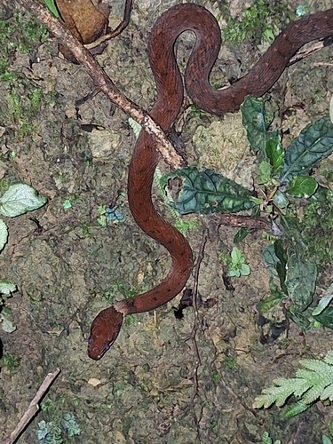 Zigzag-lined Water Snake