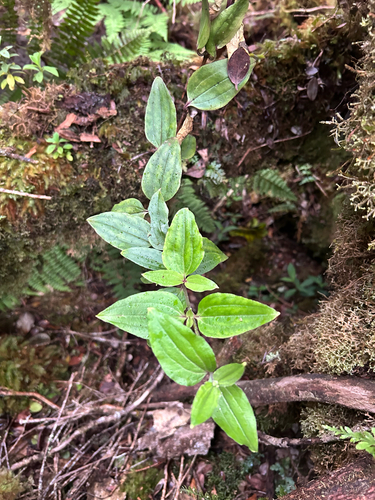 Schiedea lychnoides observed 2025-04-01