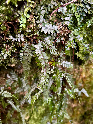 Asplenium hobdyi observed 2025-04-01