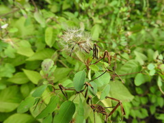 Porophyllum punctatum