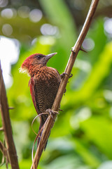 Chrysophlegma miniaceum