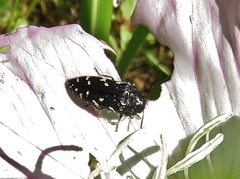 Acmaeodera ornata