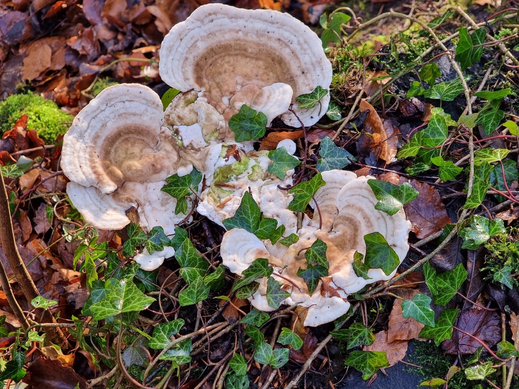 Trametes gibbosa · December 2025 · photo: © stephen6309 (iNaturalist, cc0)