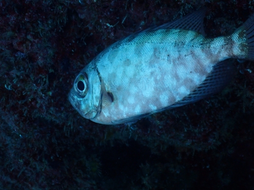 Heteropriacanthus fulgens