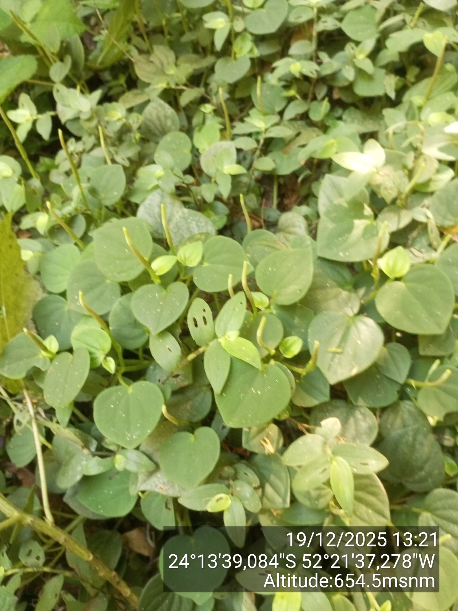 Peperomia urocarpa