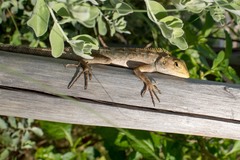 Calotes versicolor