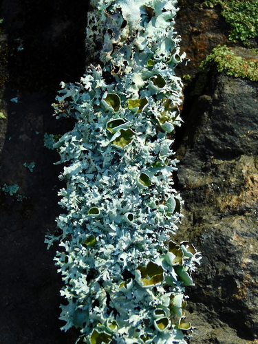 Parmotrema cetratum observed 2025-12-19