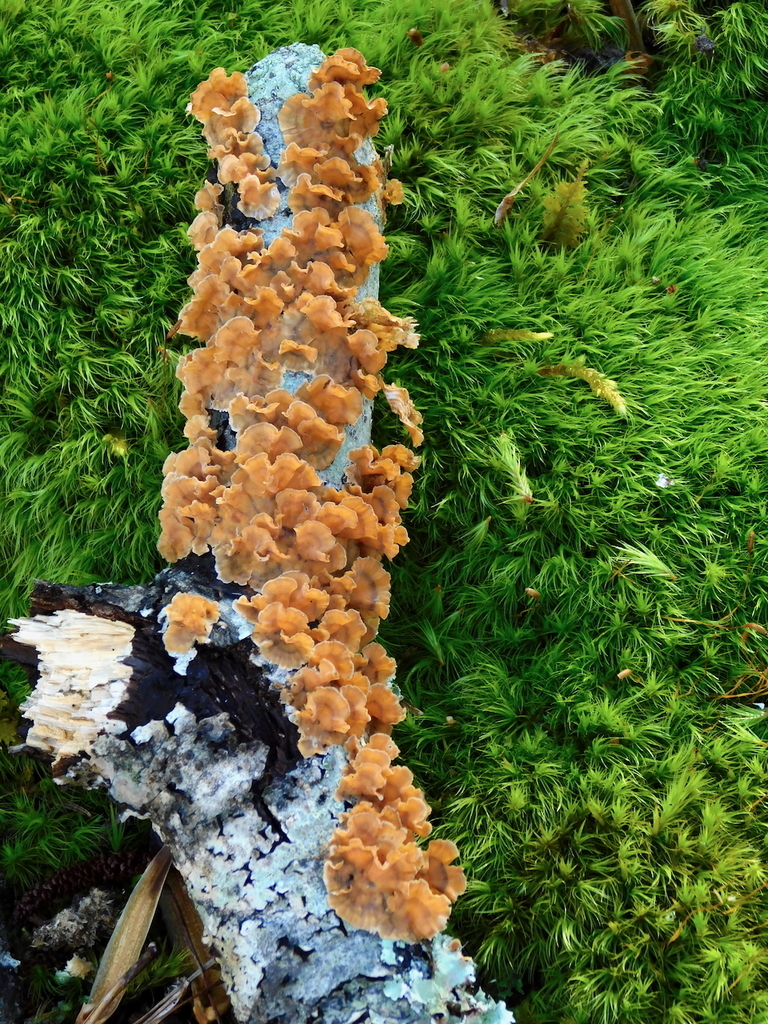 Stereum complicatum · December 2025 · photo: © mjpapay (iNaturalist, cc-by)