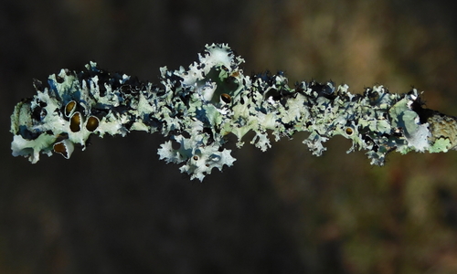 Parmotrema cetratum observed 2025-12-19