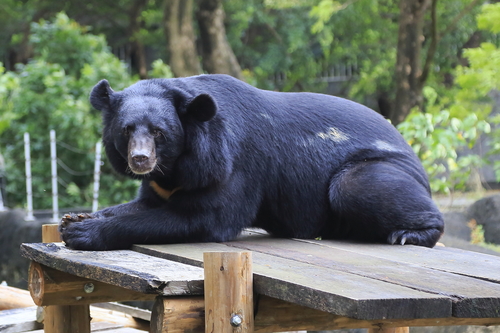 Asian Black Bear