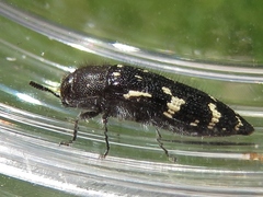 Acmaeodera ornata