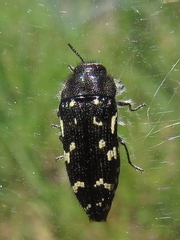 Acmaeodera ornata