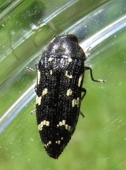 Acmaeodera ornata