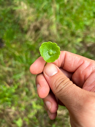 Hydrocotyle verticillata observed 2025-03-25