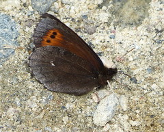 Erebia mancinus
