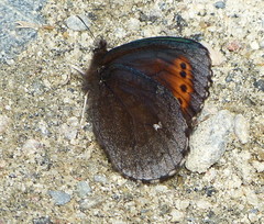 Erebia mancinus
