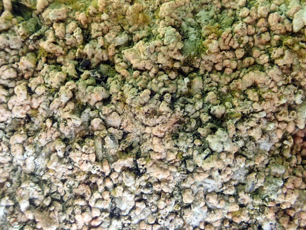 Topelia rosea