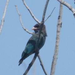 Eurystomus orientalis pacificus