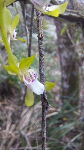 Gunn's Tree Orchid (Sarcochilus australis)