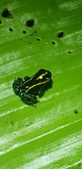 Ranitomeya variabilis