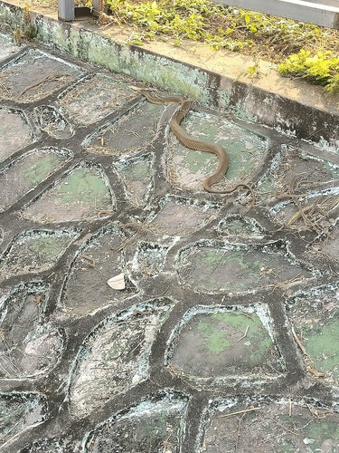 Yunnan Olive Keelback