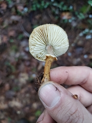 Cystoderma carcharias fallax