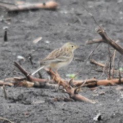 Anthus spragueii