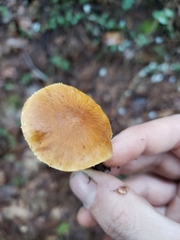 Cystoderma carcharias fallax