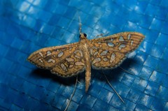 Nausinoe geometralis