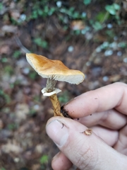 Cystoderma carcharias fallax