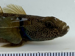 Bluegill Bully photo 5