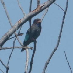 Eurystomus orientalis pacificus