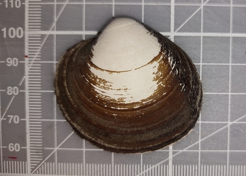 Arctica islandica