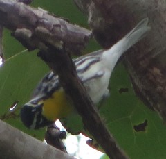 Setophaga dominica image