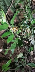 Boana calcarata