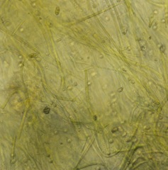 Schizothrix