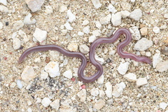 Cayman Worm Snake photo 2