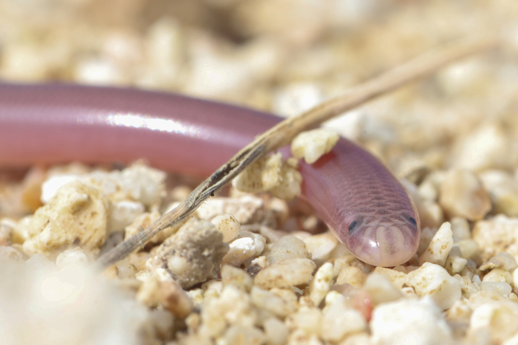 Cayman Worm Snake