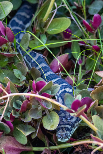Coastal Carpet Python sighting