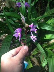 Bletilla