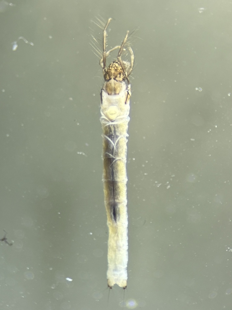 Nectopsyche tavara
