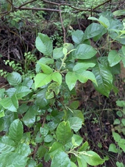 Searsia pyroides integrifolia
