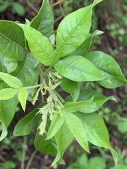 Searsia pyroides integrifolia