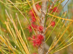 Allocasuarina monilifera