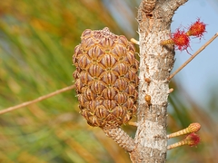 Allocasuarina monilifera