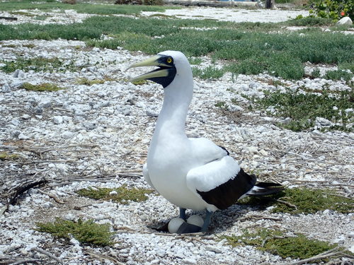 Sula sula observed 2019-06-09