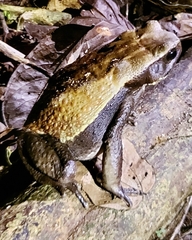 Rhaebo guttatus