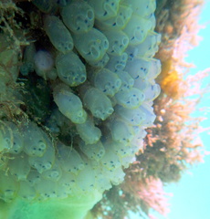 Clavelina moluccensis