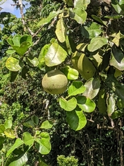 Citrus paridisi