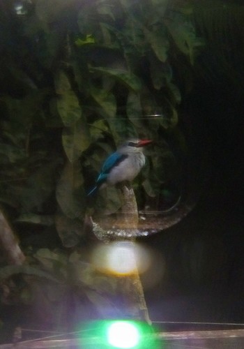 Woodland Kingfisher